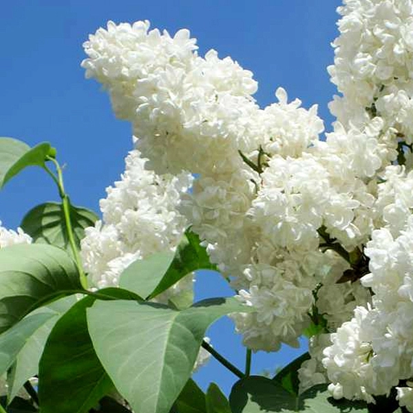 Сирень обыкновенная 'Мадам Казимир Перье' (белая)